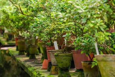 Nadir bitkilerin yetiştiği eski saksılar her şeyin yosunla kaplı olduğu eski bir serada taş masaların üzerinde duruyor.