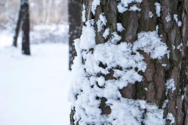 De stam van een dennenboom bedekt met sneeuw op de voorgrond tegen een achtergrond van besneeuwd bos — Stockfoto