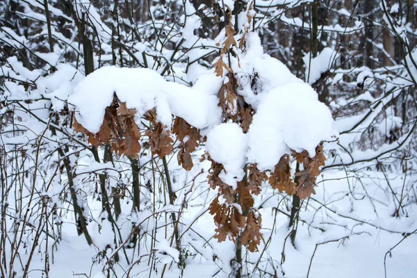 Folhas de carvalho velho cobertas com uma camada de neve na floresta de inverno — Fotografia de Stock