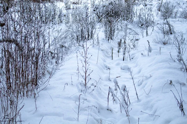 Contrasting vertical plant covered with snow in the forest