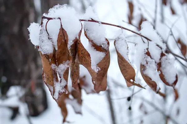 在雪层下的干枯老叶附近的树枝上挂着的小枝 — 图库照片