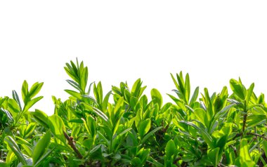 Beyaz arkaplanda yakın mesafeden Boxwood