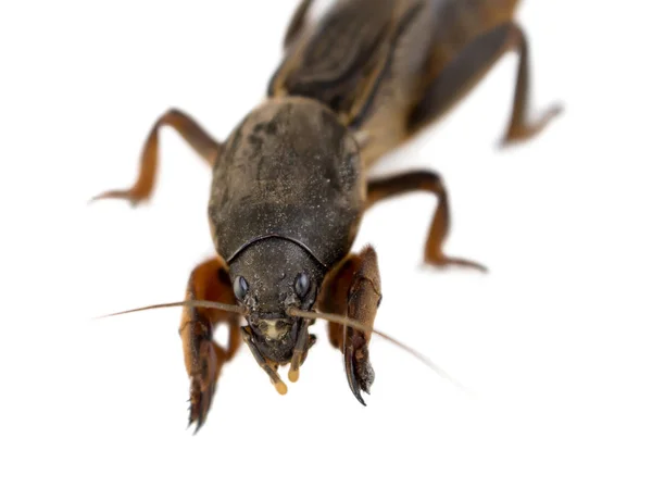 Porträt eines grabenden großen Insekts gryllotalpa auf weißem Hintergrund — Stockfoto