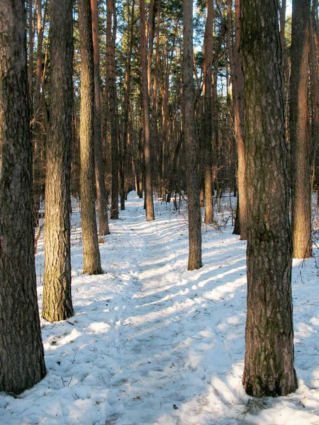 Sendero nevado se extiende entre filas de troncos de árboles altos en un bosque — Foto de Stock