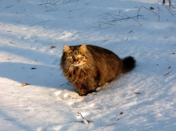 Длинноволосый кот на снегу в зимнем лесу — стоковое фото