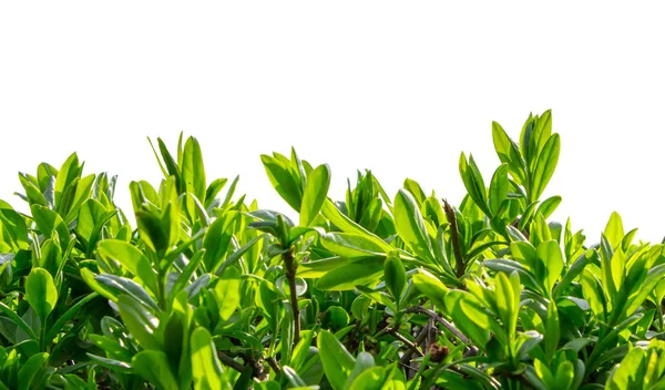 Beyaz arkaplanda yakın mesafeden Boxwood