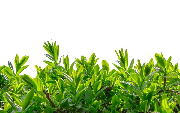 Beyaz arkaplanda yakın mesafeden Boxwood