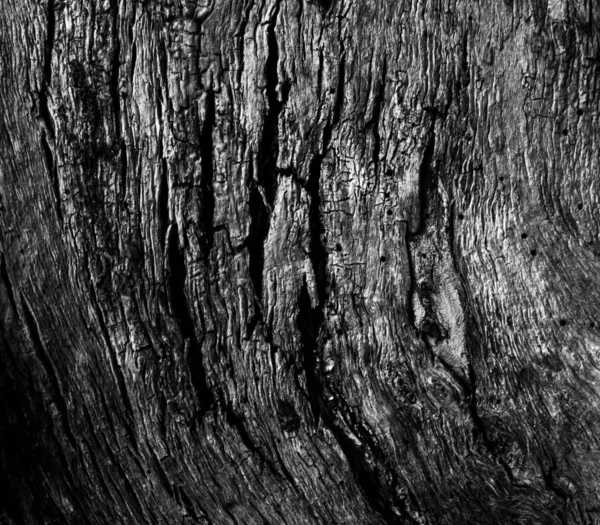 Embossed texture of the bark of a tree in black and white with a pattern of vertical abstract lines — Stock Photo, Image