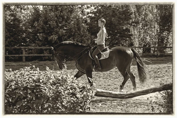 Sportowiec Jeżdżący Ciemnym Koniu Białymi Oznaczeniami Który Porusza Się Kłusowniku — Zdjęcie stockowe