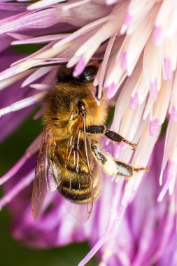 Çiçek poleniyle kaplı bal arısı, mor şakayık çiçeğinden nektar, makro fotoğraf, arıların yararlılığı ve bitkilerin dışarıda tozlaşması kavramını toplar.
