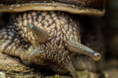 Bir salyangoz portresi, salyangoz derisi, Gastropoda sınıfı yumuşakça, makro, süpermakro, doğal habitat, salyangoz derisi dokusu.