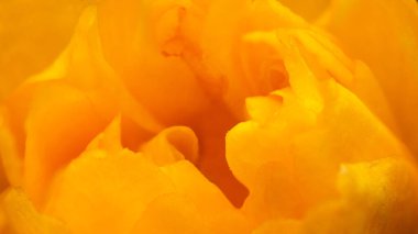 Çiçek açan sarı Japon kerria çiçeği, yakın plan, süper makro, soyut arka plan, yakın mesafeden doğa güzelliği kavramı