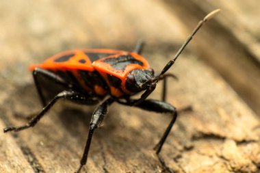 Kızıl Böcek askerinin portresi, makro, süper makro, Pyrrhocoris apterus, Hemiptera Mangası 'ndan Pyrhocoridae doğal olarak devrilmiş bir ağacın üzerinde.