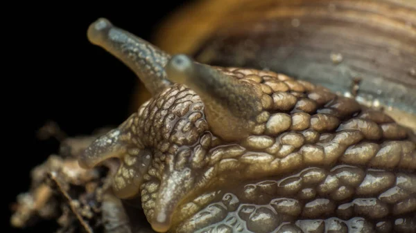 portrait of a snail, snail skin texture, Gastropoda class of Mollusca, macro, supermacro, in natural habitat, snail skin texture