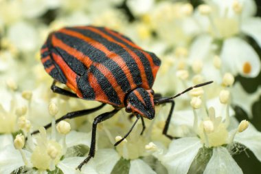 Scutellaria lineer veya grafik çizgili, Graphosoma lineatum, Pentatomidae familyasından bir böcek türü, yakın plan, bir çiçeğin üzerinde oturuyor, doğal habitatta, süper makro