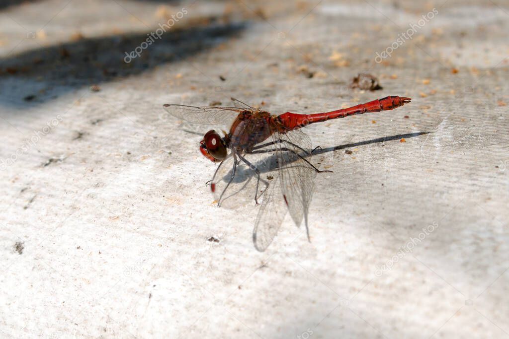 Dragonfly Crocothemis sitting on gray slate surface
