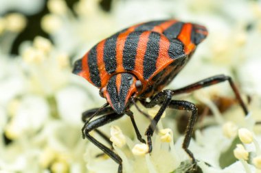 Scutellaria lineer veya grafik çizgili, Graphosoma lineatum, Pentatomidae familyasından bir böcek türü, yakın plan, bir çiçeğin üzerinde oturuyor, doğal habitatta, süper makro