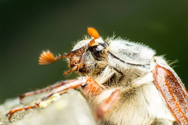 Porträt Des Maikäfers Melolontha Aus Der Familie Der Scarabaeidae Oder — Stockfoto