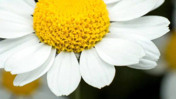 Kamomill Blomma Närbild Super Makro Mot Bakgrund Andra Blommor — Stockfoto