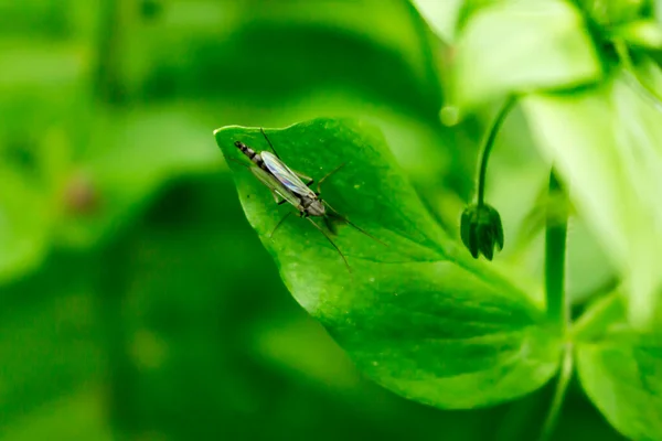 关于水草的昆虫 背景为绿叶 — 图库照片