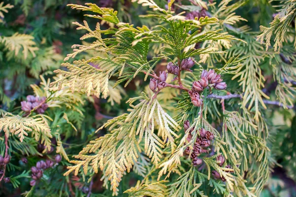 Die Nadeln Und Samen Von Zapfen Auf Zweigen Goldenen Arborvitae — Stockfoto