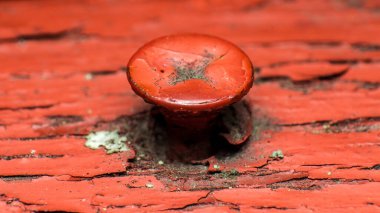 Eski, antika bir cıvata ya da vida bir ağaca vidalanmış ve üzeri kırmızı boyayla boyanmış, boya çatlamış ve yaşlılıktan soyulmuş, ağaç çürümeye başlamış.