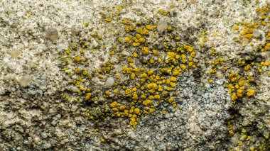 Bir taşın üzerindeki sarı bir liken dokusu veya eski bir beton duvar, mikro-mantar kolonisi, makro fotoğrafçılık.