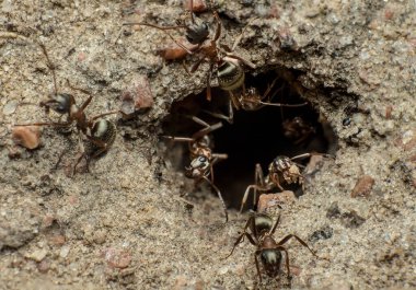 Karınca yuvasını temizleyen karıncalar, bir karınca yuvasının temizlenmesi ve korunması, böcek yaşamının makro fotoğrafı, toplu işgücü verimliliği konsepti (Formica pratensis)