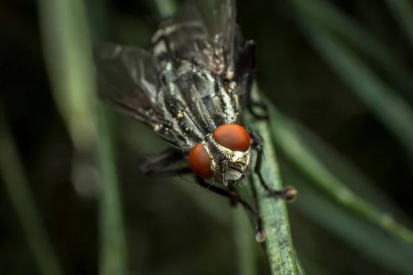 Mosca Doméstica Mosca Interior Musca Domestica Uma Espécie Dípteros Asa — Fotografia de Stock