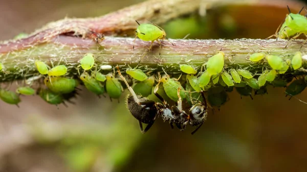 Formigas Cuidando Pulgões Simbiose Insetos Seu Habitat Natural Relações Agrícolas — Fotografia de Stock