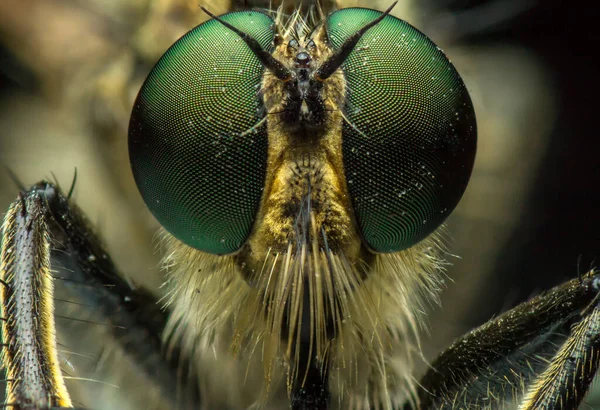 Hırsız sineğinin (Asilidae) son derece keskin ve detaylı portresi, alt-gagalı (Brachycera) etobur böcekler familyası, süper makro, göz ve yüz üzerinde detay
