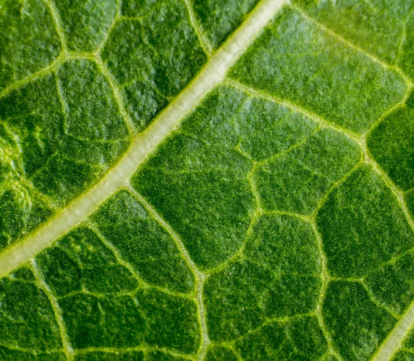 Kapilarie Roślin Fotosyntezy Tekstura Liści Zielonych Żyły Liści Zielonych Makro — Zdjęcie stockowe
