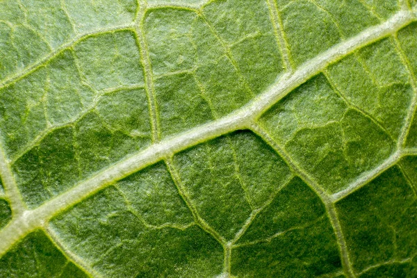 Növényi Kapillárisok Fotoszintézis Zöld Levél Textúra Zöld Levél Vénák Makro — Stock Fotó