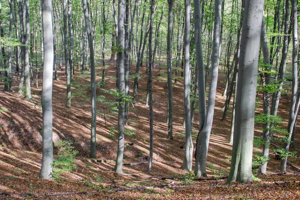 Autumn Forest Clear Day View Pillars Trees Still Green Foliage — Stock Photo, Image