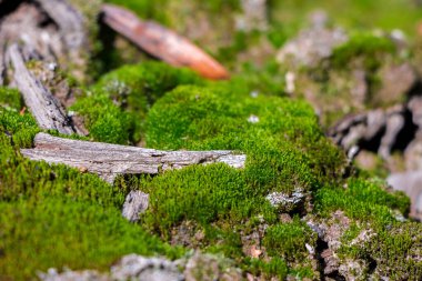 Üzerinde kuru bir dal bulunan yosun, doğanın yenilenmesi.