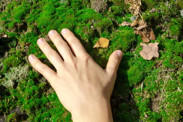 Menina Mão Toca Tapete Musgo Verde Par Outono Folhas Caídas — Fotografia de Stock