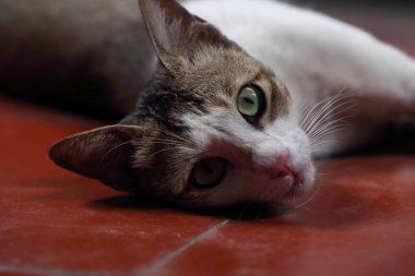 Güzel bir Hint Irk kedi portresi