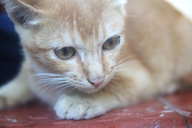 Şirin bir kedi yavrusu.