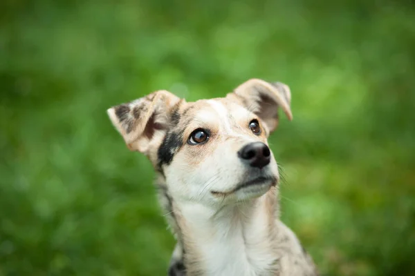 Giovane marrone mix-cane sdraiato sull'erba a enorme giardino, mammifero, concetto animale — Foto Stock