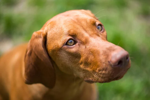 Bel ritratto di cane marrone misto, mammifero, concetto animale — Foto Stock