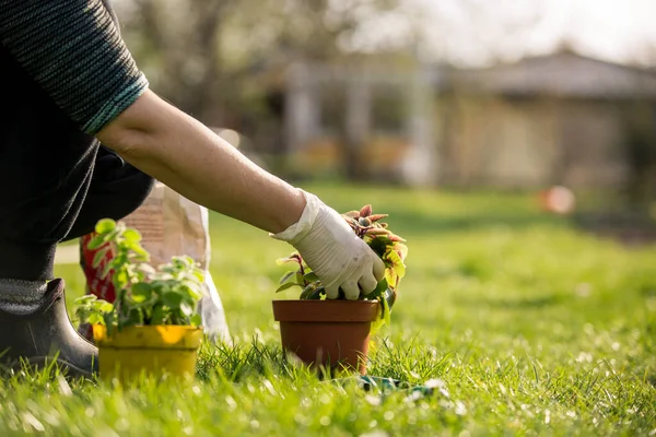 Senior woman transplanting some flowers to a pot, gardening concept — Stock Photo, Image