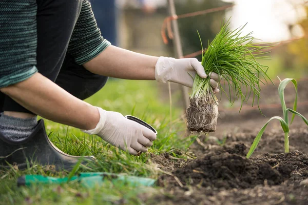 Woman planting chive at her huge garden during lovely spring season, gardening concept — Stock Photo, Image