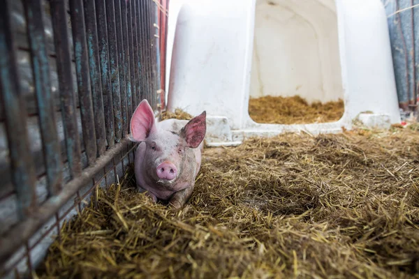 Lovely pig laying on the hay in the large farm, agriculture concept