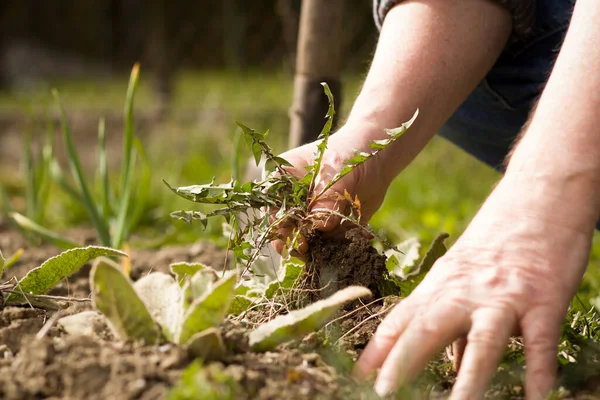 Stara ręka aktywnego seniora wyciągającego trawkę z ogrodu botanicznego, sprzątającego, wykonującego porządnie, ciężką pracę, ogrodnictwo — Zdjęcie stockowe