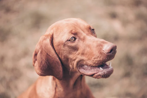 Bel ritratto di cane marrone misto, mammifero, concetto animale — Foto Stock