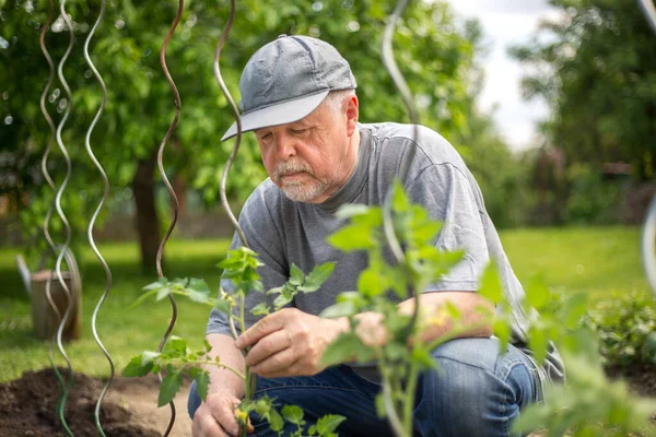 Старший человек сажает помидоры в своем огромном саду, садоводческая концепция — стоковое фото