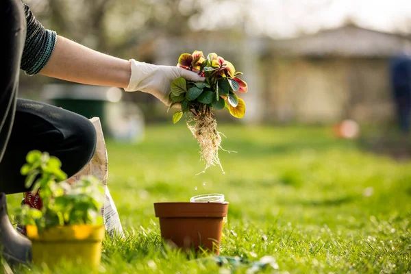 Femme âgée transplantant des fleurs dans un pot, concept de jardinage — Photo