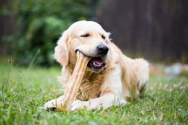 Bonito golden retriever jogar, comer com osso consiste em alguma pele de porco no enorme jardim, olhando feliz, mamífero — Fotografia de Stock