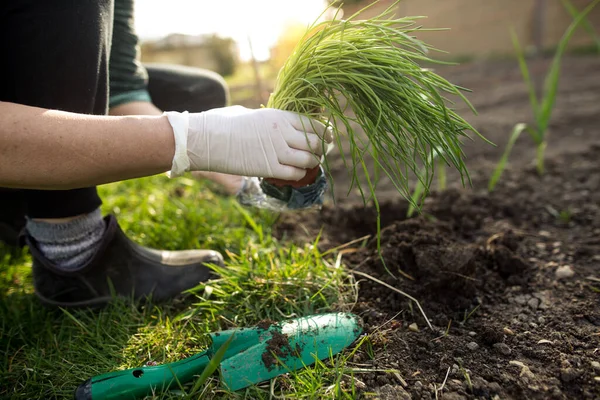 Mujer plantando cebollino en su enorme jardín durante la temporada de primavera encantadora, concepto de jardinería — Foto de Stock