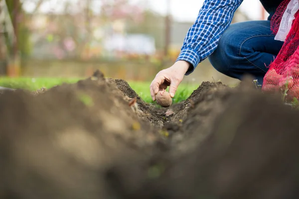 Homem sênior plantando potaotes para as linhas preparadas de solo, conceito de jardinagem — Fotografia de Stock